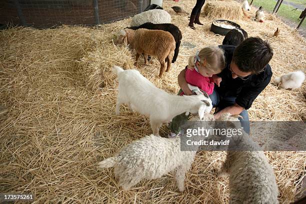 goat-fütterung - kitz stock-fotos und bilder