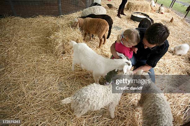 goat feeding - livestock show stock pictures, royalty-free photos & images