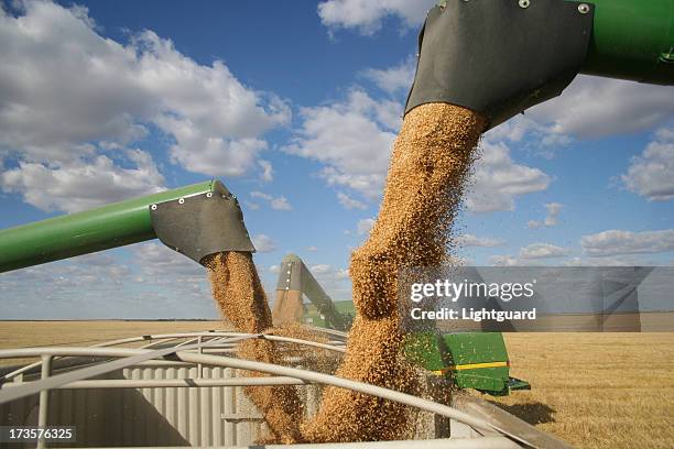 three combines pour grain into one truck hopper at harvest - wheat saskatchewan stock pictures, royalty-free photos & images
