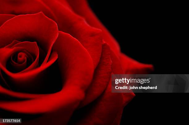 flower, red rose bud against black - enkele roos stockfoto's en -beelden