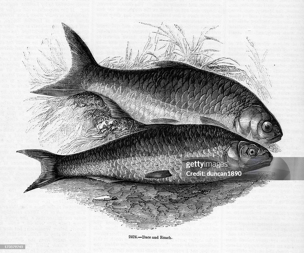Dace and Roach
