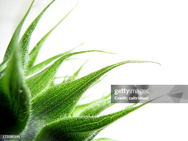 sunflower bud - self closing stockfoto's en -beelden