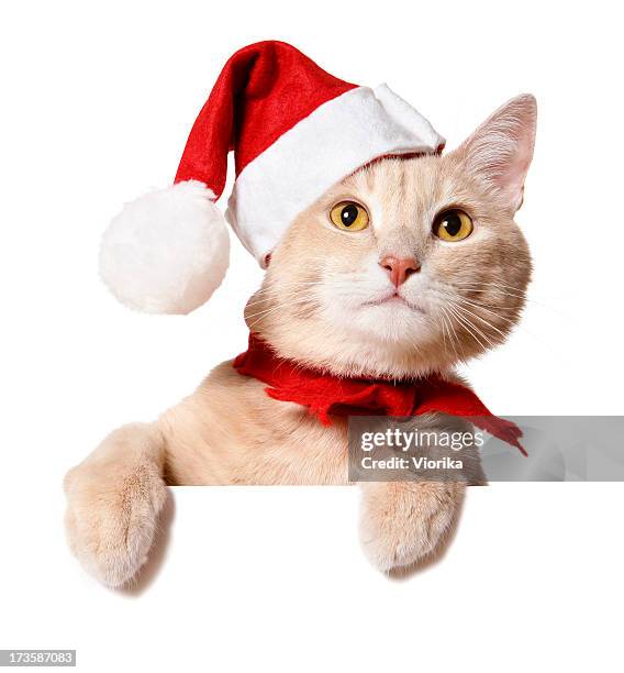 de navidad cat (blanco señal) - gorro de papá noel fotografías e imágenes de stock