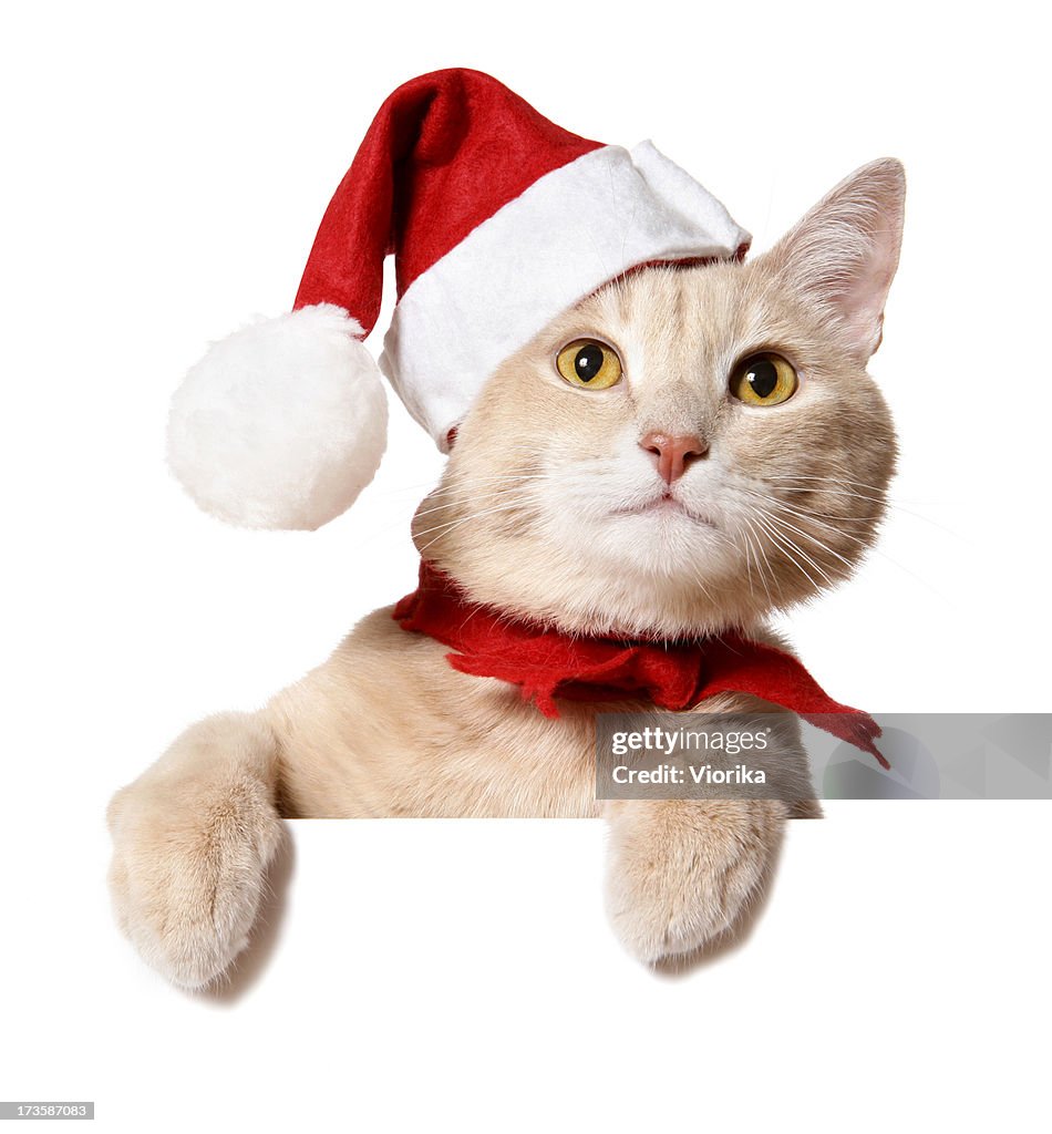 Gato de Natal assinar (em branco)