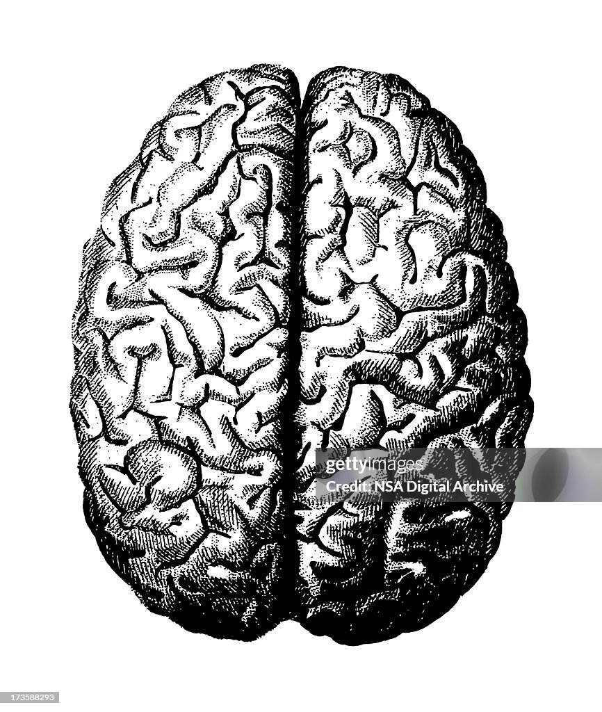 Black and white visual of the brain on a white background