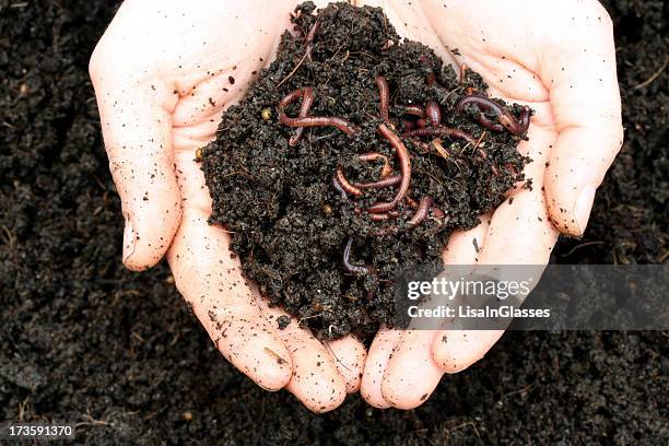 worms - compost stockfoto's en -beelden