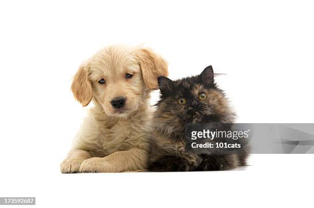 cat and dog - cute puppies and kittens stock pictures, royalty-free photos & images