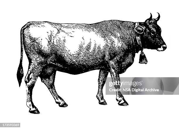 cow (isolated on white - black and white background stock-grafiken, -clipart, -cartoons und -symbole