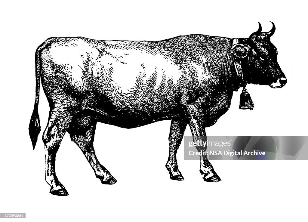 Cow (Isolated on White)