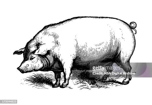 ilustraciones, imágenes clip art, dibujos animados e iconos de stock de cerdo (aislado en blanco - cerdo