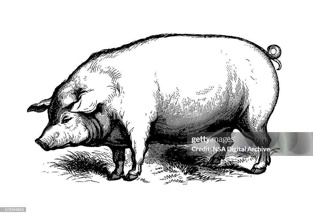 Pig (Isolated on White)