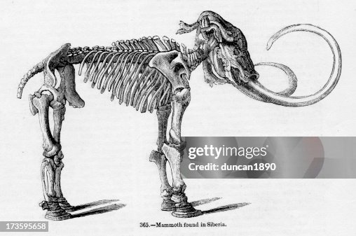 Mammoth Mammoth