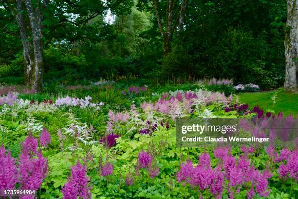 astilbes in summertime - astilbe stock pictures, royalty-free photos & images