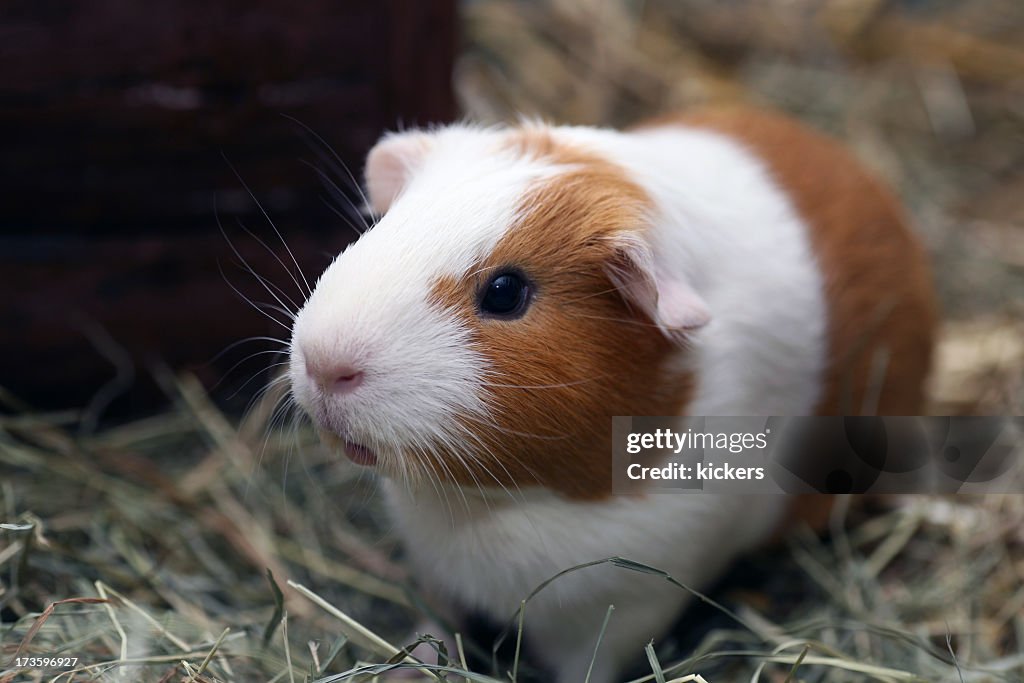 Brown and white guinea pig on straw