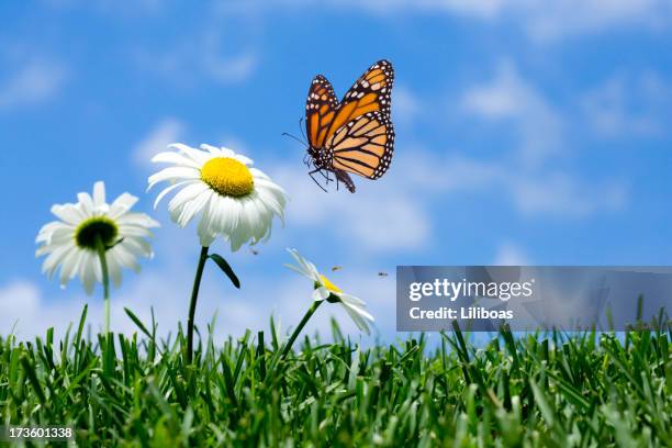 daisy &amp; butterfly - bee flying stock pictures, royalty-free photos & images