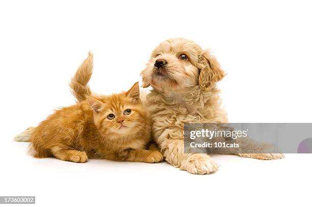 playful - dog and cat stockfoto's en -beelden