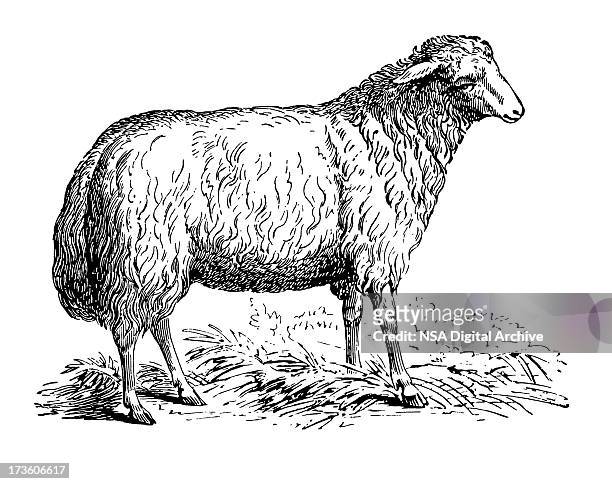 schaf - sheep illustration stock-grafiken, -clipart, -cartoons und -symbole