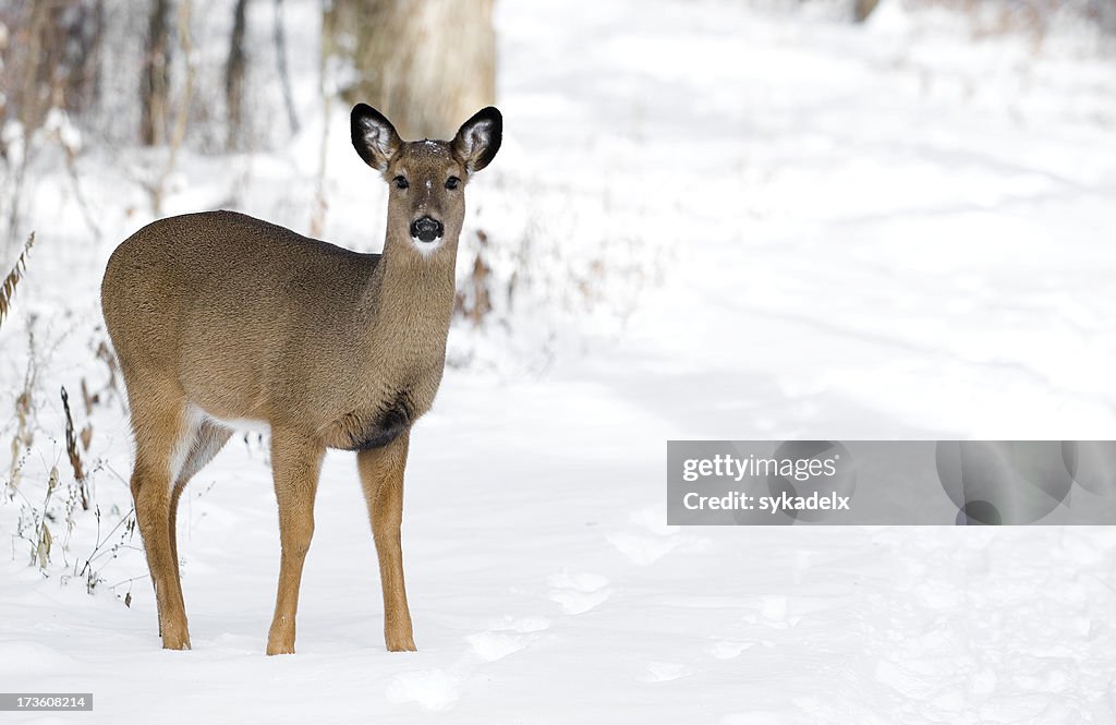 White-Tail Deer Textfreiraum