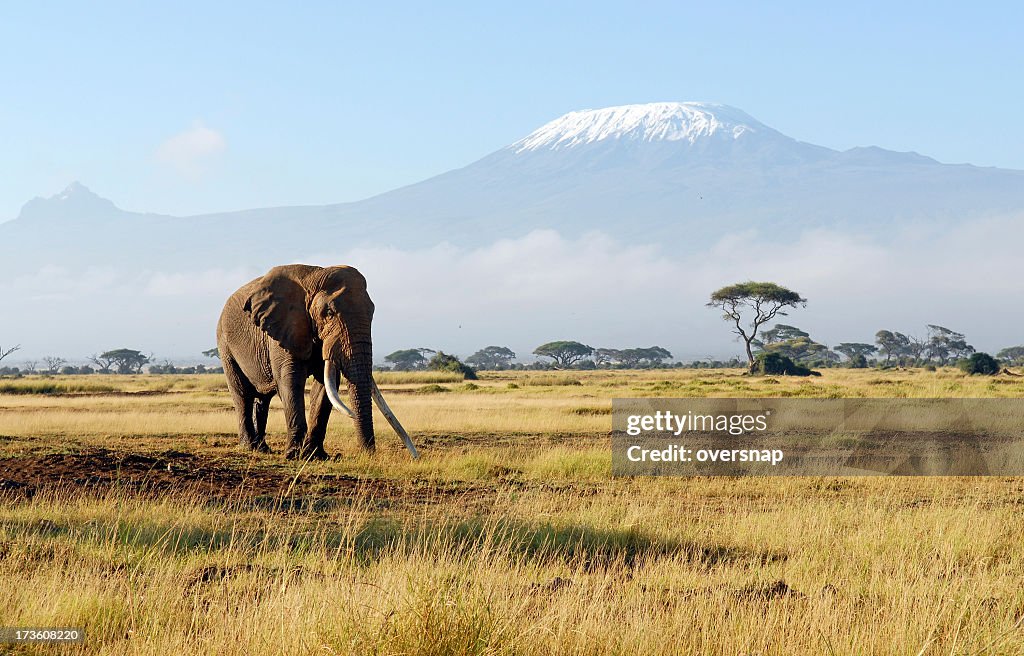 Africa