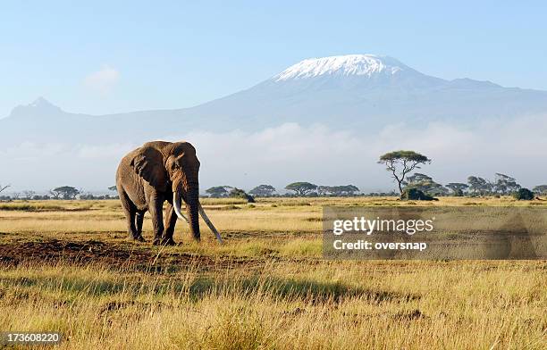 africa - amboseli national park bildbanksfoton och bilder