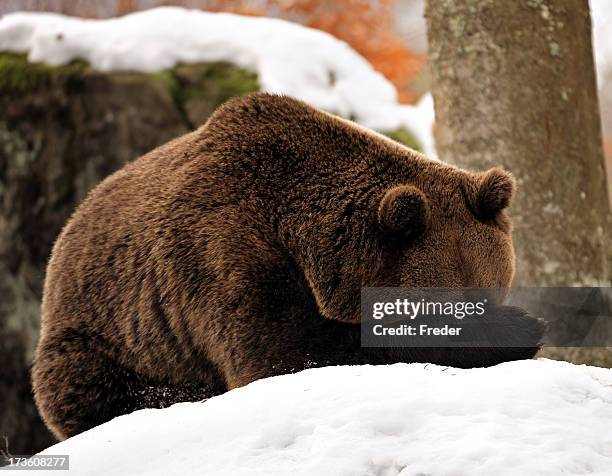 caspita. che peccato! - animals foto e immagini stock