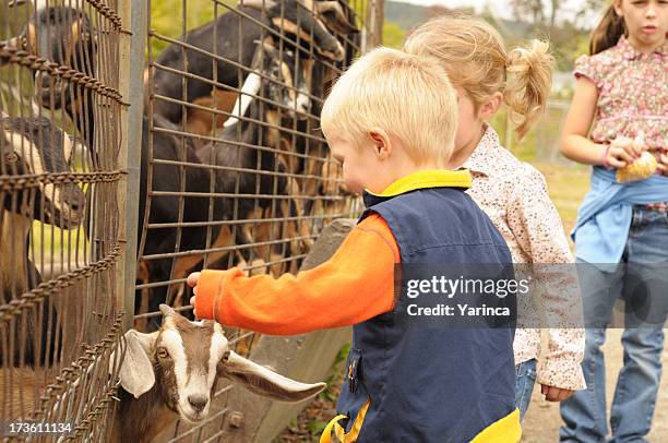 petting zoo - petting zoo stock pictures, royalty-free photos & images