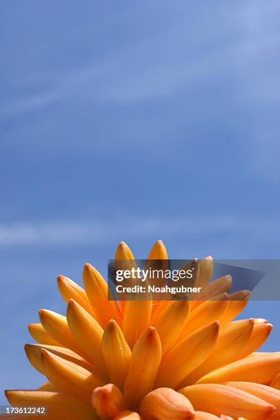 flower mound - lechuguilla cactus stock pictures, royalty-free photos & images