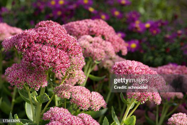 stonecrop and purple asters - aster stock pictures, royalty-free photos & images