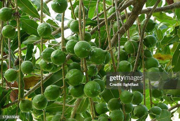 macadamia nuts on the tree - macadamia stock pictures, royalty-free photos & images