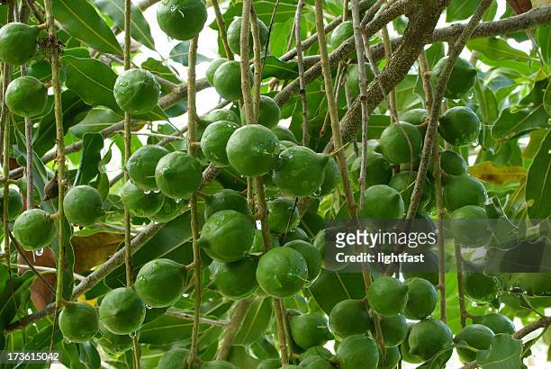 macadamia nuts on the tree - macadamia nut 個照片及圖片檔