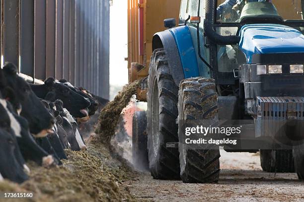 feeding time - dairy farming stockfoto's en -beelden