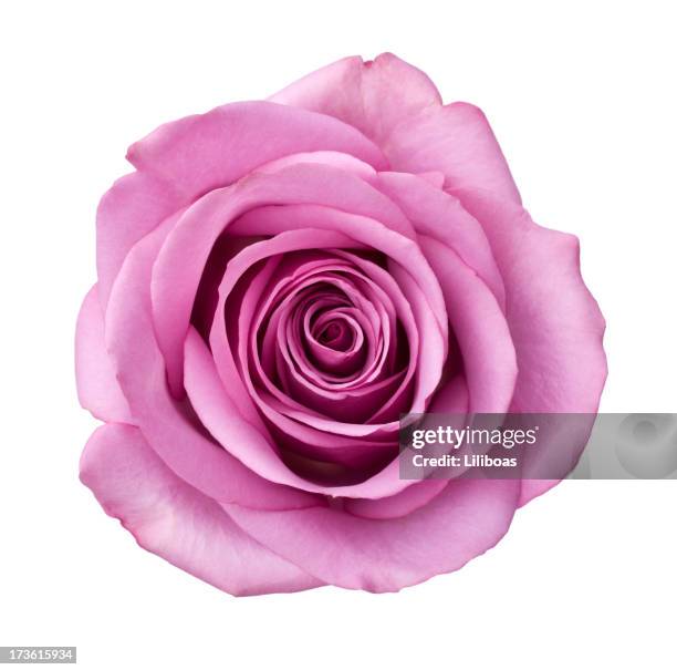 isolated purple rose - rose isolated stock pictures, royalty-free photos & images