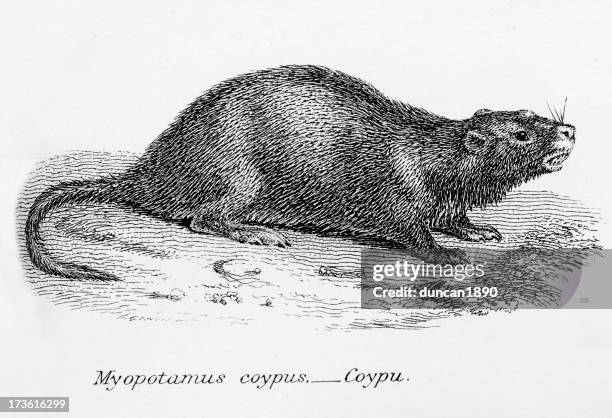 coypu - nutria stock illustrations