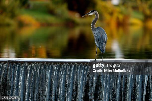 Great blue heron looks on near the first hole green during the second round of the SAS Championship at Prestonwood Country Club on October 14, 2023...