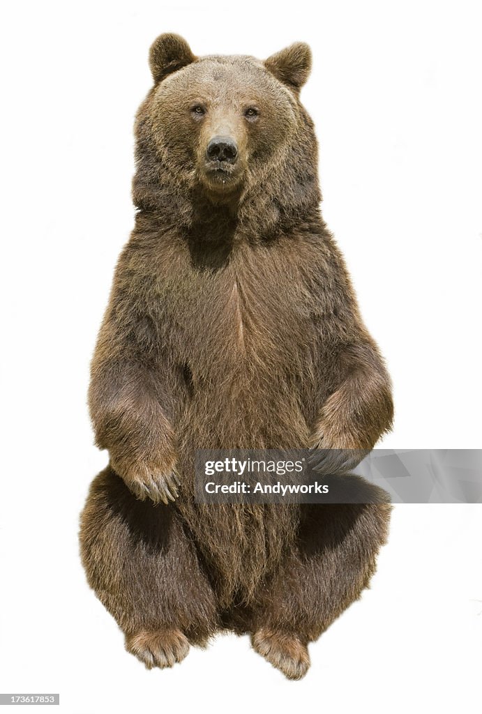 Brown Bear