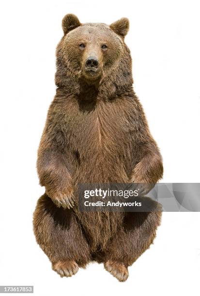 brown bear - beer stockfoto's en -beelden