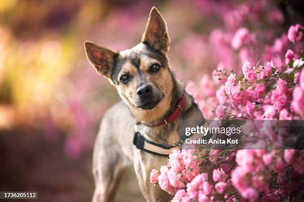 dog in pink flowers - collar para perro fotografías e imágenes de stock