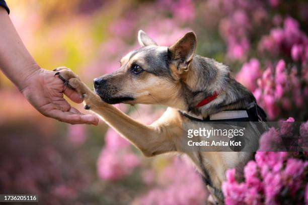 human - dog - relationship - dog human hand stock pictures, royalty-free photos & images