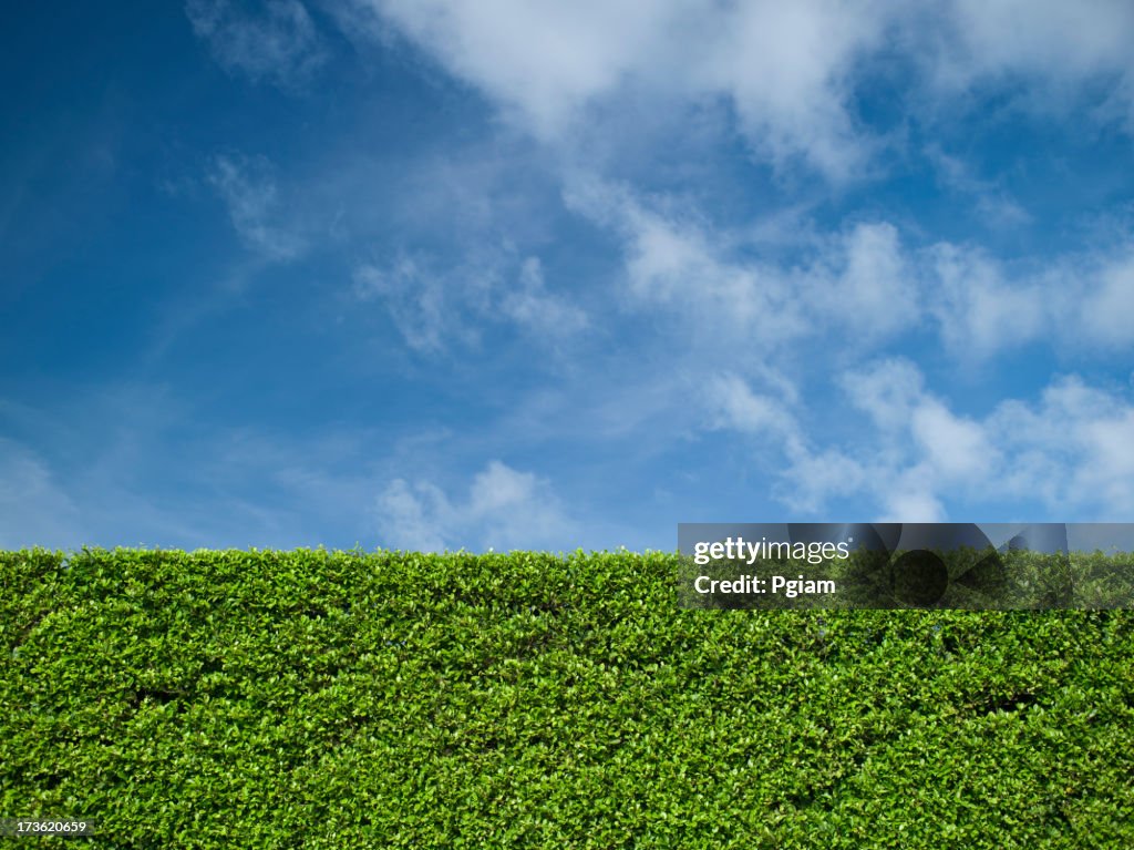 Hedge and blue sky background