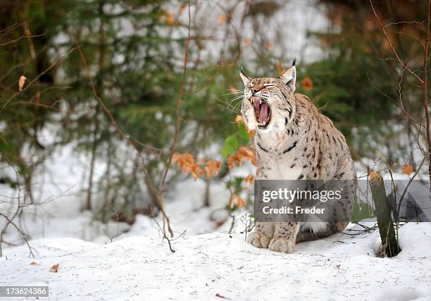yawning lynx - wildcat animal stock pictures, royalty-free photos & images