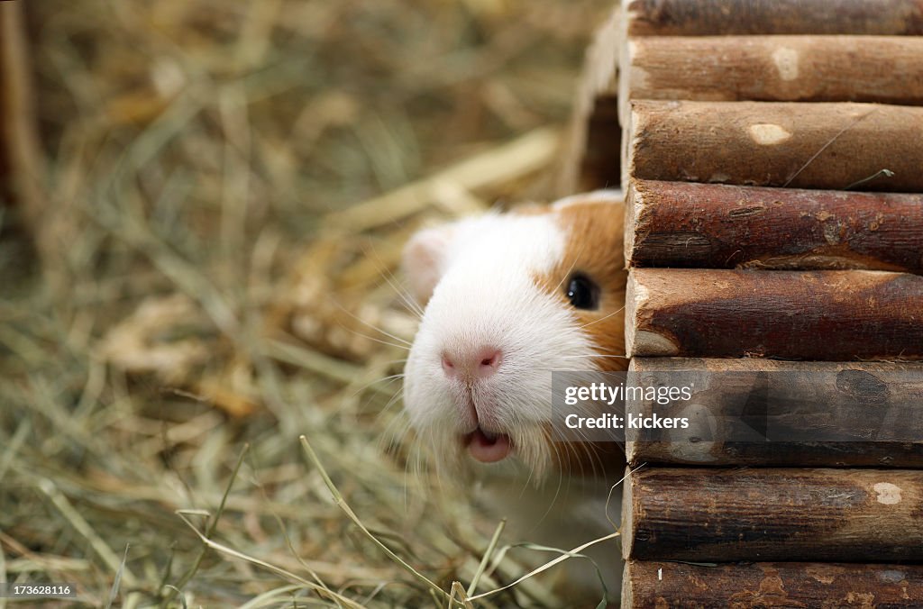 Guinea pig peeking out of his hut