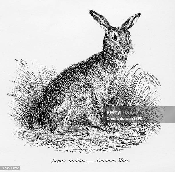 illustrazioni stock, clip art, cartoni animati e icone di tendenza di lepre comune - hare