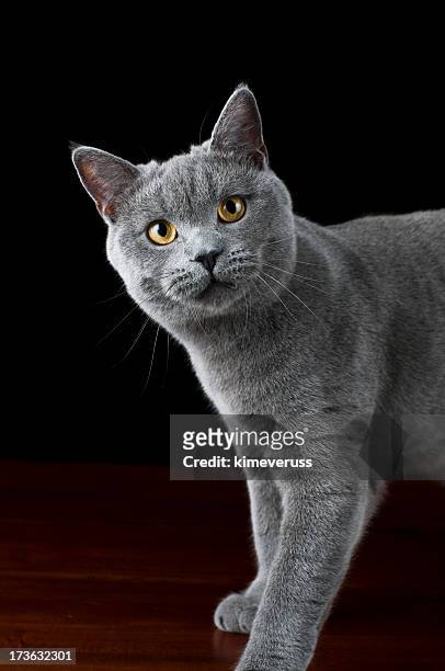 gattino britannico gatto dal pelo corto in posa per la fotocamera - shorthair cat foto e immagini stock