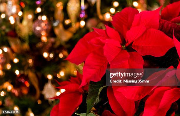 poinsettia & christmas lights background - poinsettia stock pictures, royalty-free photos & images