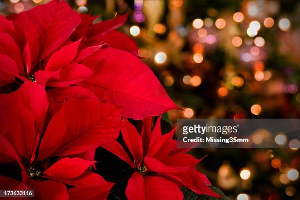 poinsettia & christmas lights background - kerstroos stockfoto's en -beelden