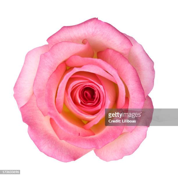 rosa rose isoliert - rosa stock-fotos und bilder