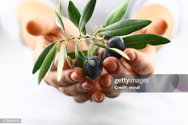 two cupped hands offering olive branch - olive tree hand stock pictures, royalty-free photos & images