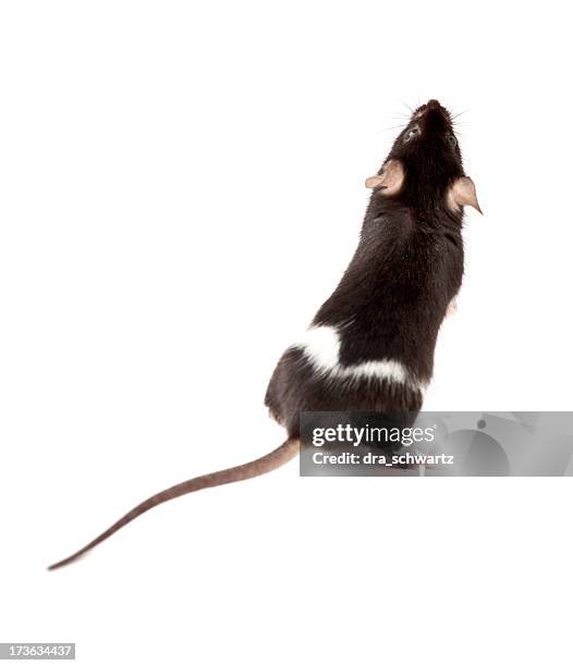 1,168 Mouse Testing Stock Photos, High-Res Pictures, and Images - Getty ...