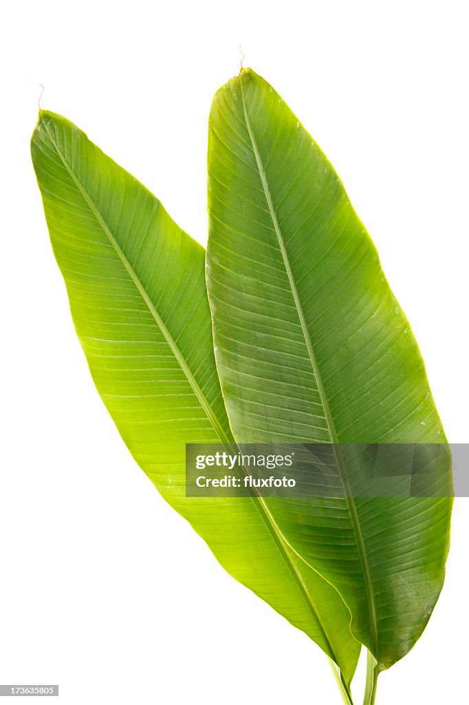 Healthy and green banana plant leaves