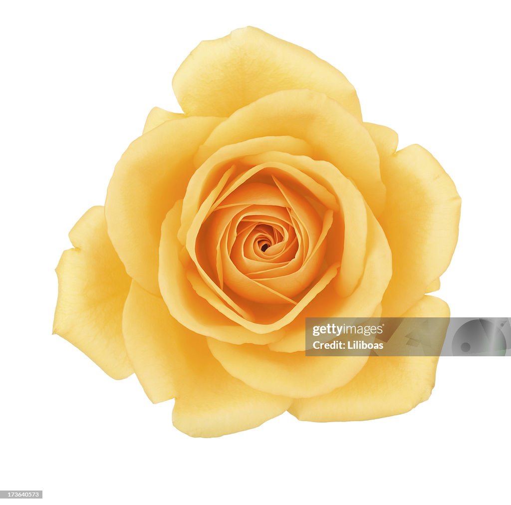 Isolierte Gelbe Rose